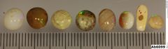Foto von Opal (Edelopal) (NHMW-MIN-Ab6099)